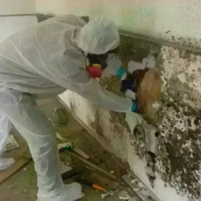 Mold Remediation and Removal in Bountiful, UT